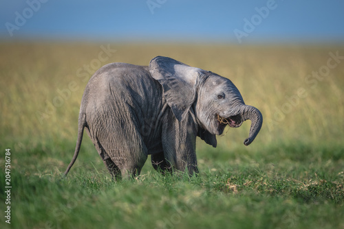 Canvastavla African bush elephant calf stands cocking head
