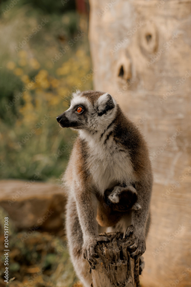 Fototapeta premium Mother lemur carrying her little kid