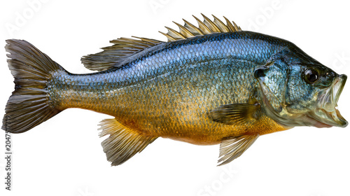 Bluegill sunfish with open mouth detailed scales, isolated on transparent background
