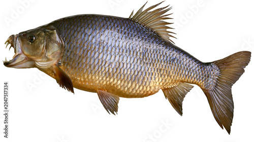 Fotografie Large predatory fish with sharp teeth and scales, isolated on transparent backgr