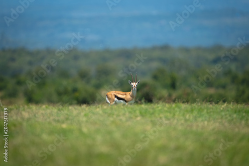 Canvas Print Grant gazelle stands on horizon eyeing camera