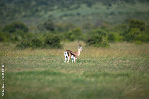 Photography Grant gazelle stands watching camera on grassland
