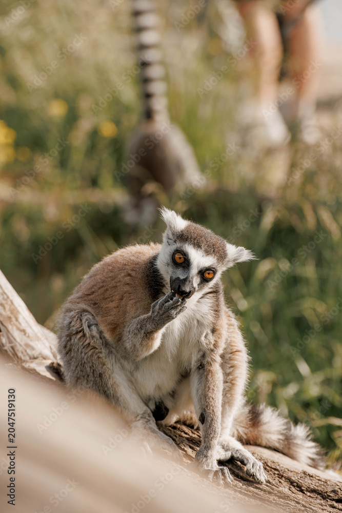 Fototapeta premium Ring-tailed lemur sits s on a branch in a natural setting. The lemur has distinctive black and white facial markings and a long striped tail