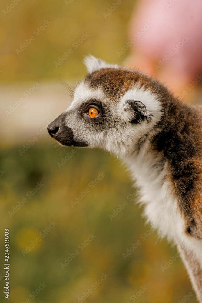 Fototapeta premium Close-up of a lemur looking away. In the background is a green blurred natural background.