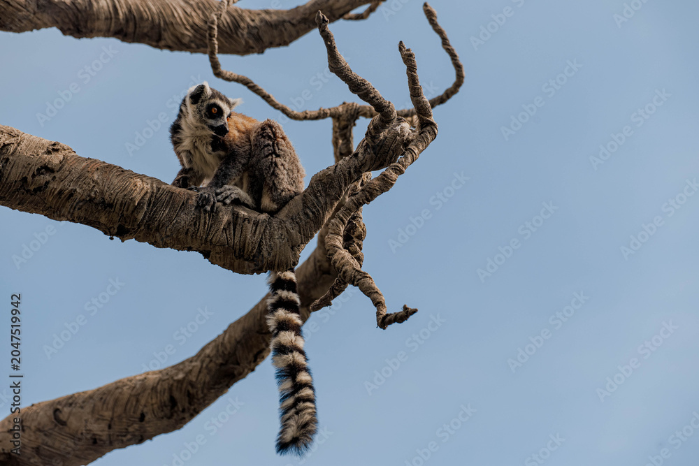 Fototapeta premium Ring-tailed lemur stands on a branch in a natural setting. The lemur has distinctive black and white facial markings and a long striped tail