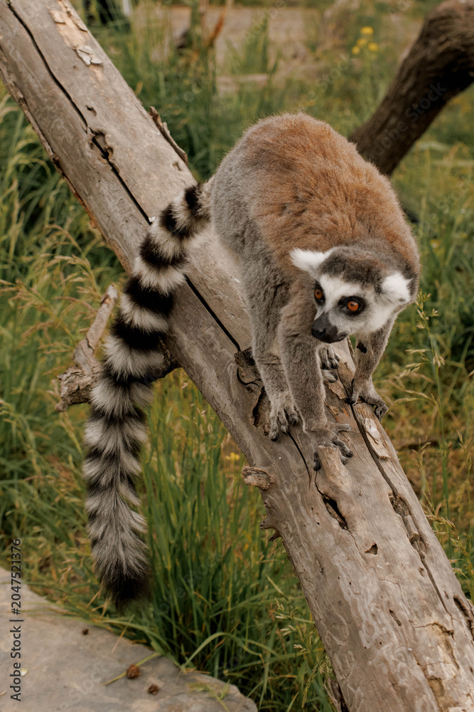 Fototapeta premium Ring-tailed lemur stands on a branch in a natural setting. The lemur has distinctive black and white facial markings and a long striped tail