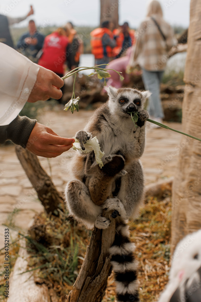 Fototapeta premium Ring-tailed hungry and friendly lemur eating treats at the zoo