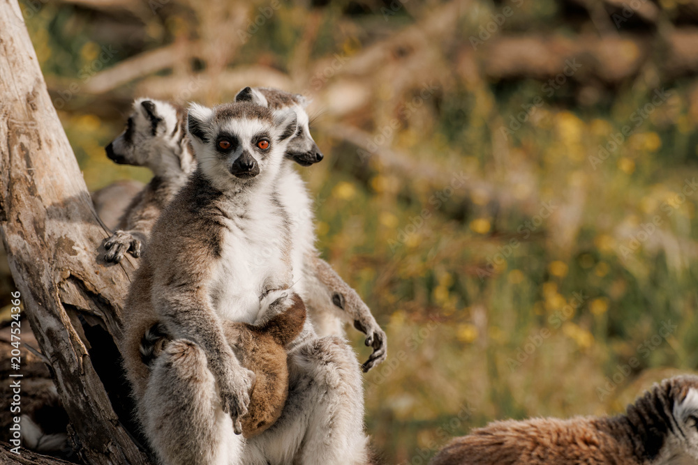 Naklejka premium Group of brown and gray lemurs sit on a tree branch in a natural setting. They exhibit playful behavior and are surrounded by green grass and foliage