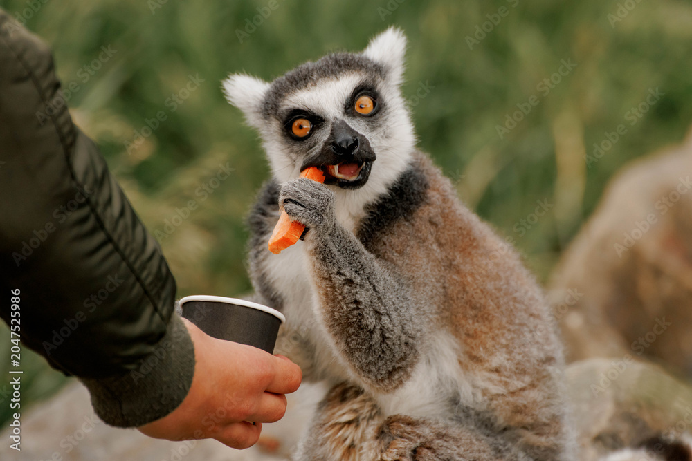 Fototapeta premium Ring-tailed lemur interacts with a person holding a cup. The lemur has gray fur with black and white markings. The person is wearing a green jacket