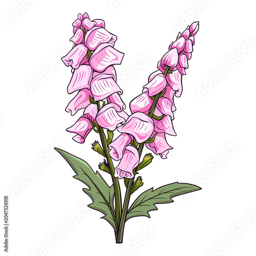 Foxglove flower isolated