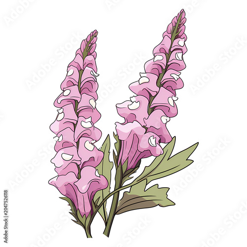 Foxglove flower isolated