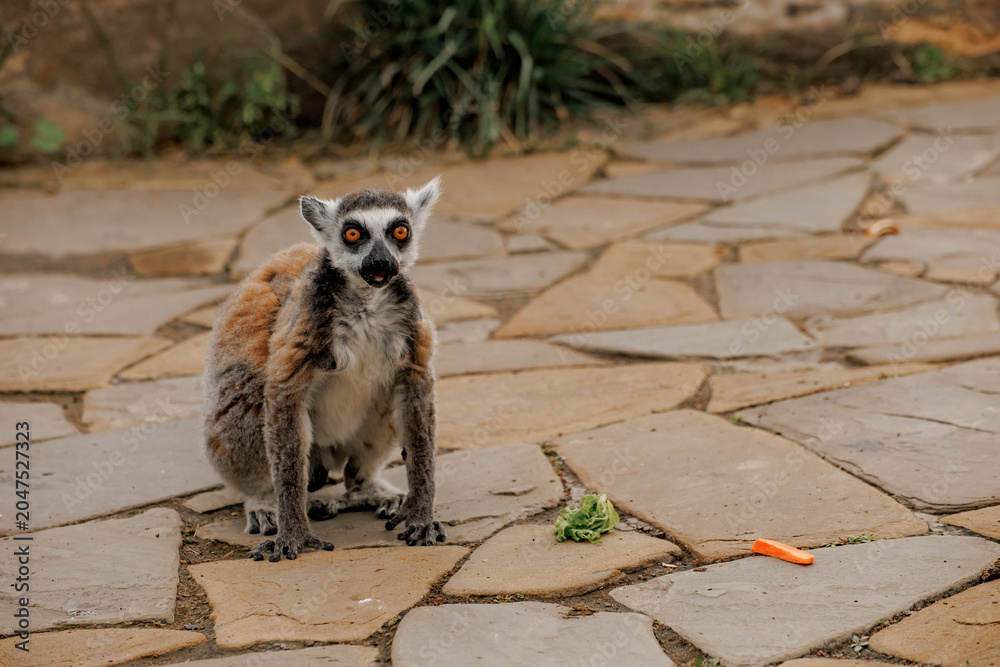 Naklejka premium Ring-tailed lemur.The lemur has gray fur with black and white markings