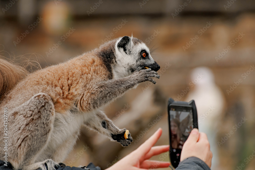 Naklejka premium Ring-tailed lemur interacts with a person holding a cup. The lemur has gray fur with black and white markings. The person is wearing a green jacket