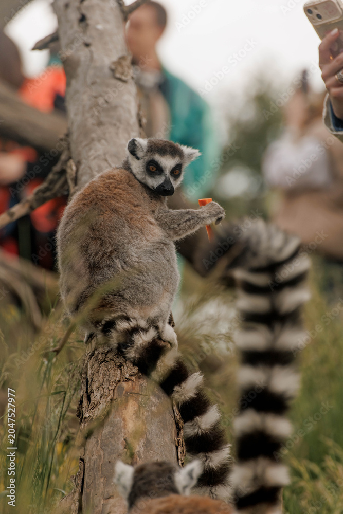 Naklejka premium Ring-tailed lemur stands on a branch in a natural setting. The lemur has distinctive black and white facial markings and a long striped tail