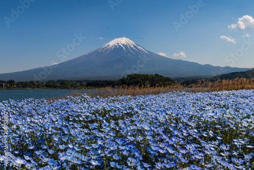 Φωτογραφία A breathtaking view of Japan's iconic Mount Fuji, surrounded by a sea of blue nemophila
