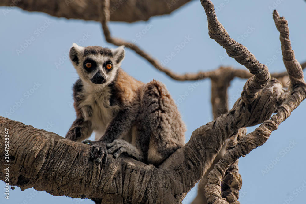 Naklejka premium Ring-tailed lemur stands on a branch in a natural setting. The lemur has distinctive black and white facial markings and a long striped tail