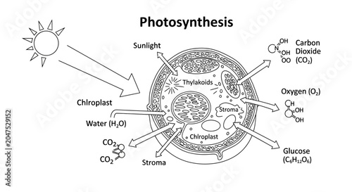 Bild auf Leinwand Photosynthesis Process Diagram Illustration.