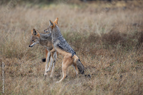 a pair of black backed jackals