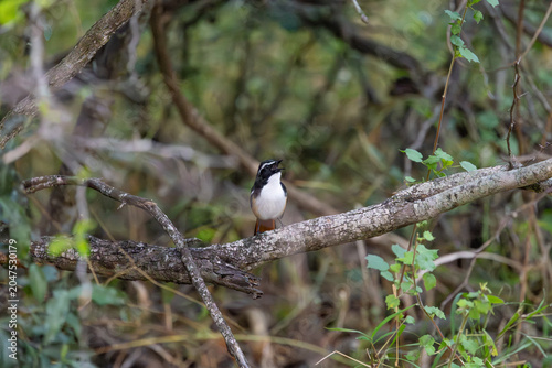 a white breasted robin chat