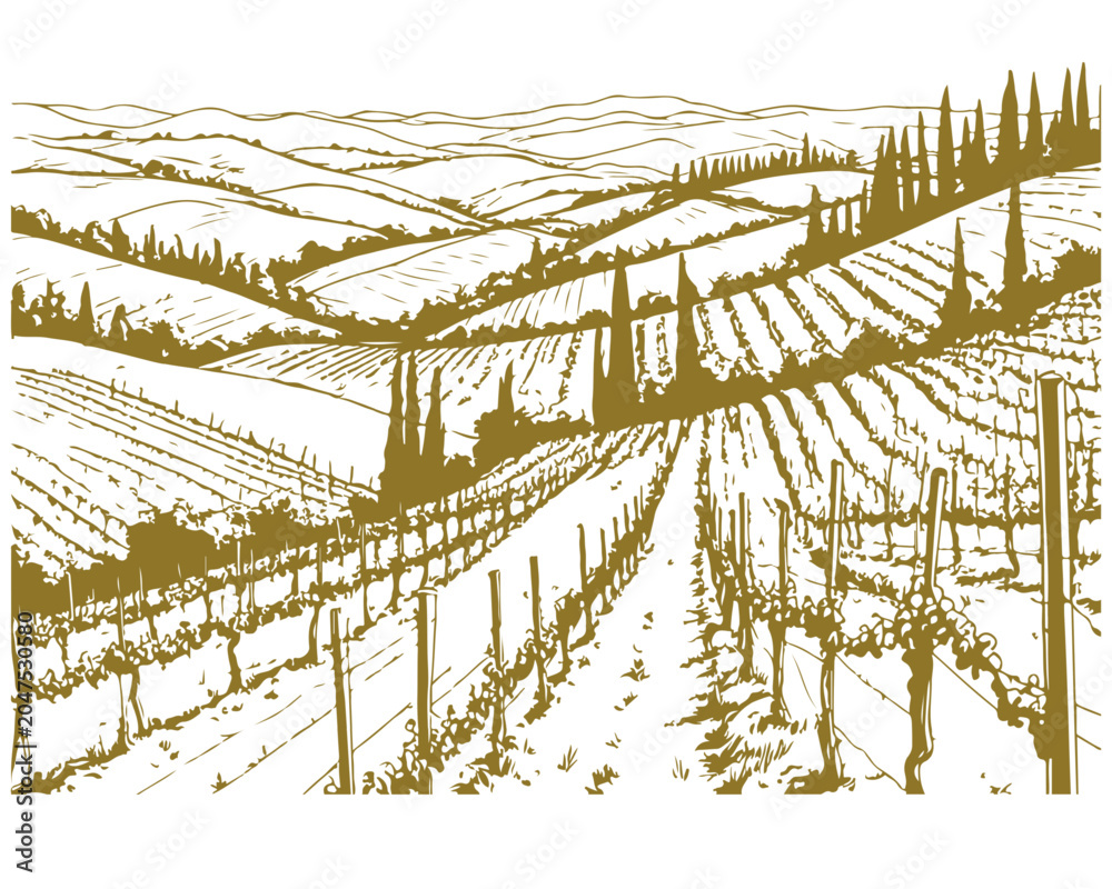 Fototapeta premium The Tuscan landscape: vineyards on the hills, cypresses, a farmhouse. Vector illustration. The engraving pattern is suitable for covers, menus, postcards, coloring books and printing.