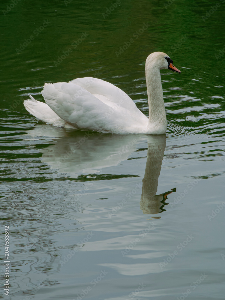 Fototapeta premium Mute swan in busking posture on a quiet park pond
