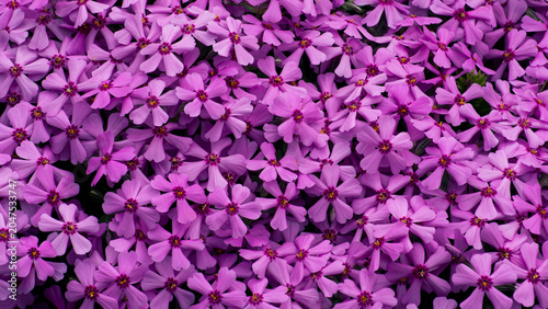 Cuadro en lienzo A sea of magenta phlox blooms with crimson centers