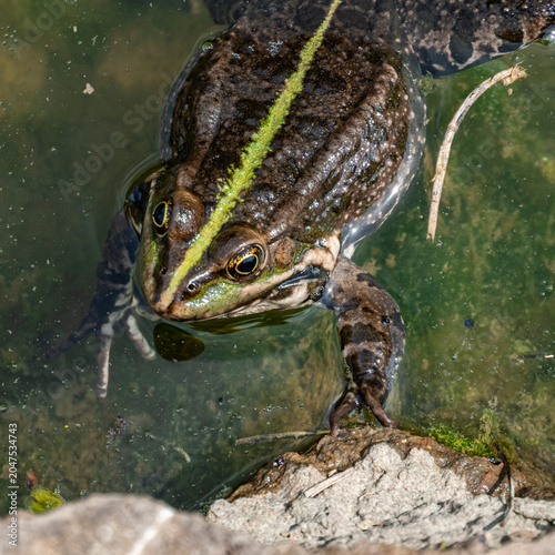Canvas Print Green‑striped frog resting at the edge of shallow murky water