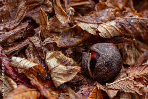 Tableau sur toile Brown chestnut nut lying among fallen autumn leaves