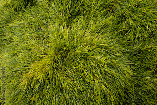 Green acacia limelight foliage background
