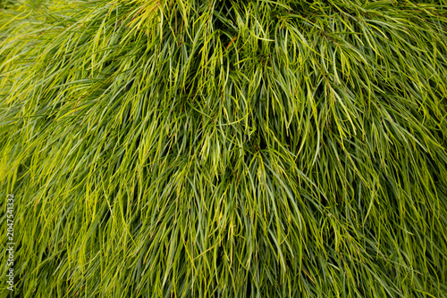 Valokuva Acacia limelight foliage close-up