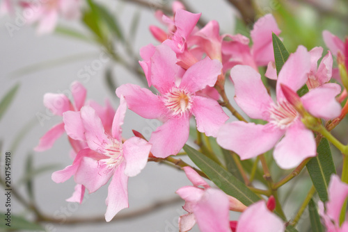 Nerium oleander in bloom, Pink siplicity bunch of flowers and green leaves on branches, Nerium Oleander shrub Pink flowers, ornamental shrub branches in daylight, bunch of flowers closeup