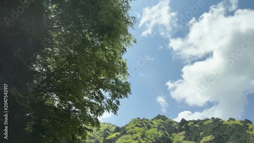 新緑に包まれた山道を走る初夏のドライブと流れる森の映像素材