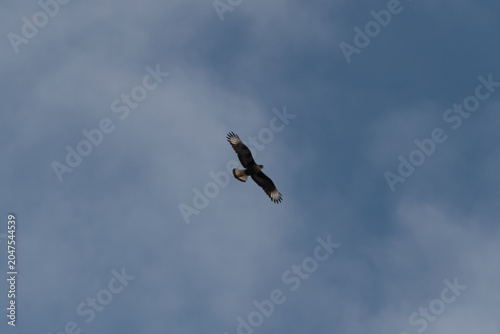 A carancho soaring high in the sky