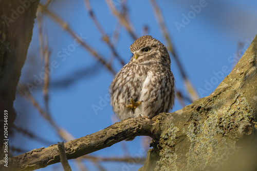 The little owl (Athene noctua), also known as the owl of Athena or owl of Minerva, is a bird that inhabits much of the temperate and warmer parts of Europe