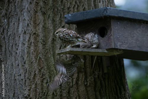 The little owl (Athene noctua), also known as the owl of Athena or owl of Minerva, is a bird that inhabits much of the temperate and warmer parts of Europe