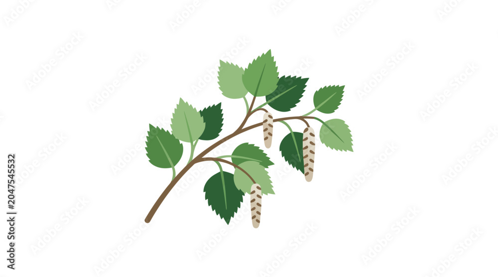 Fototapeta premium Birch Branch with Leaves and Catkins, Spring Nature Illustration