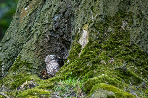 The little owl (Athene noctua), also known as the owl of Athena or owl of Minerva, is a bird that inhabits much of the temperate and warmer parts of Europe