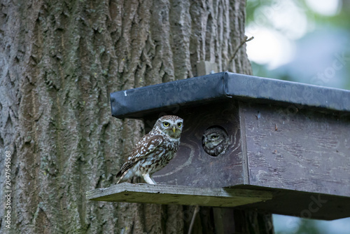 The little owl (Athene noctua), also known as the owl of Athena or owl of Minerva, is a bird that inhabits much of the temperate and warmer parts of Europe