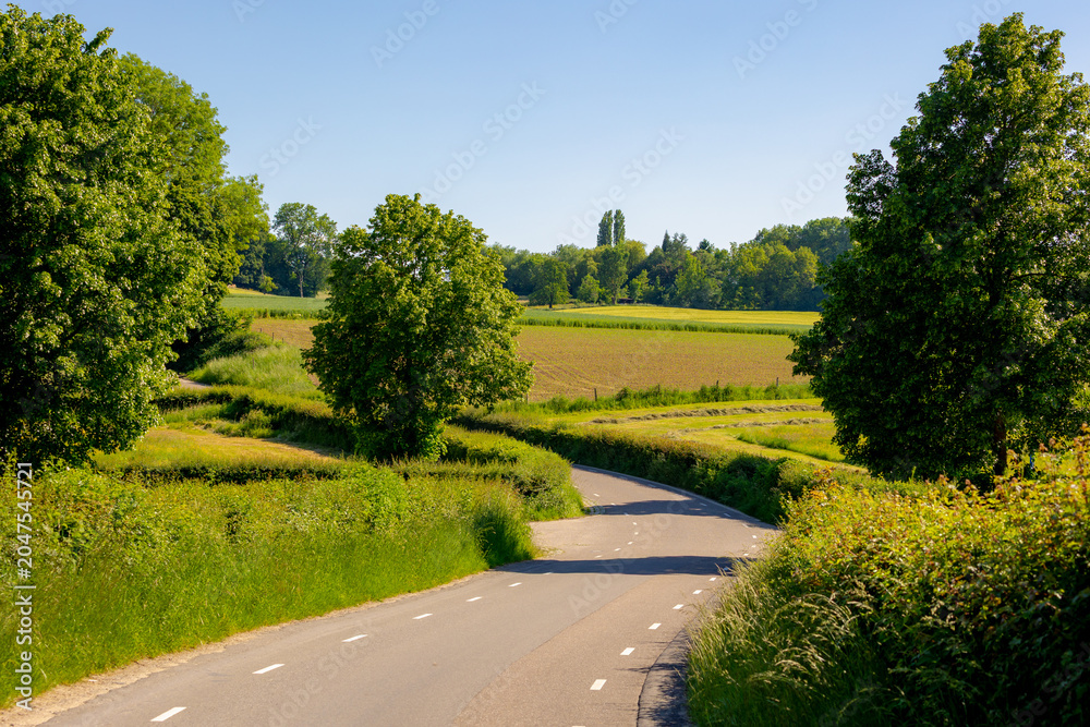 Fototapeta premium Summer landscape, Terrain of Dutch hilly countryside in Zuid-Limburg, Farmland and small road with barley (gerst) Hordeum vulgare or Wheat on hillside in Cadier en Keer, Limburg province, Netherlands
