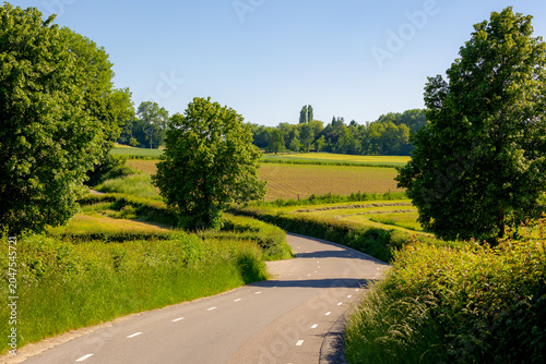 Summer landscape, Terrain of Dutch hilly countryside in Zuid-Limburg, Farmland and small road with barley (gerst) Hordeum vulgare or Wheat on hillside in Cadier en Keer,  Limburg province, Netherlands
