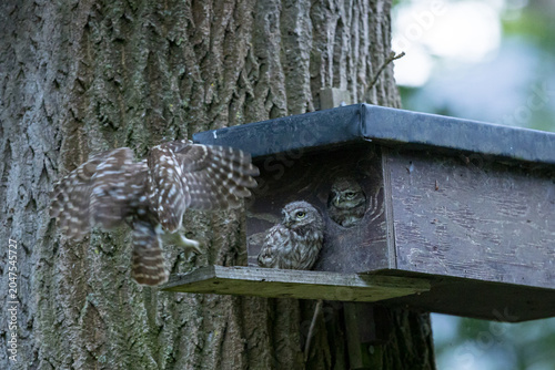 The little owl (Athene noctua), also known as the owl of Athena or owl of Minerva, is a bird that inhabits much of the temperate and warmer parts of Europe