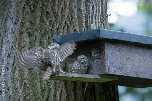 The little owl (Athene noctua), also known as the owl of Athena or owl of Minerva, is a bird that inhabits much of the temperate and warmer parts of Europe
