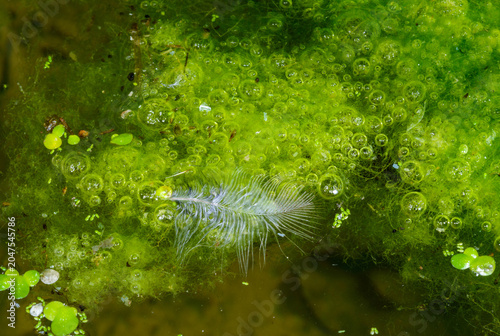 Photos This image depicts Spirogyra, a genus of filamentous green algae commonly found in freshwater environments