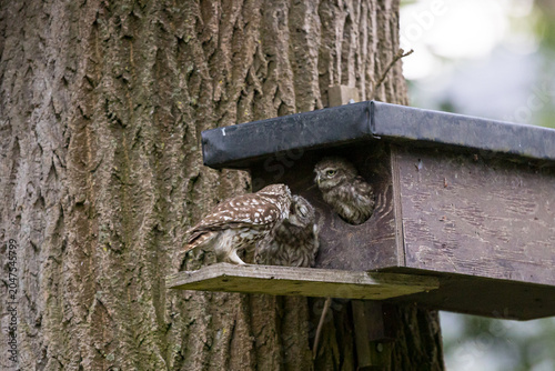 The little owl (Athene noctua), also known as the owl of Athena or owl of Minerva, is a bird that inhabits much of the temperate and warmer parts of Europe