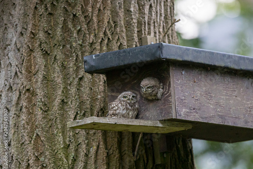 The little owl (Athene noctua), also known as the owl of Athena or owl of Minerva, is a bird that inhabits much of the temperate and warmer parts of Europe