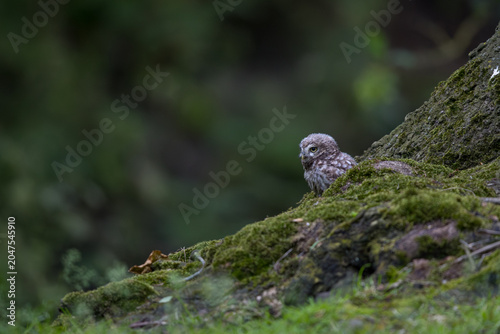 The little owl (Athene noctua), also known as the owl of Athena or owl of Minerva, is a bird that inhabits much of the temperate and warmer parts of Europe