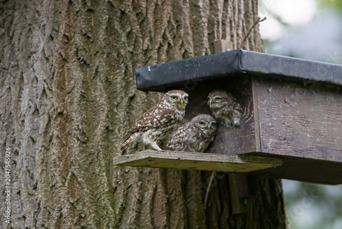 The little owl (Athene noctua), also known as the owl of Athena or owl of Minerva, is a bird that inhabits much of the temperate and warmer parts of Europe
