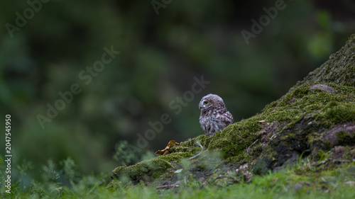The little owl (Athene noctua), also known as the owl of Athena or owl of Minerva, is a bird that inhabits much of the temperate and warmer parts of Europe