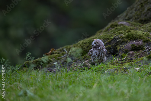 The little owl (Athene noctua), also known as the owl of Athena or owl of Minerva, is a bird that inhabits much of the temperate and warmer parts of Europe