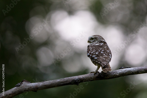 The little owl (Athene noctua), also known as the owl of Athena or owl of Minerva, is a bird that inhabits much of the temperate and warmer parts of Europe